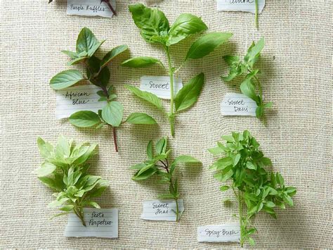 Thai Basil Vs Basil Whats The Difference