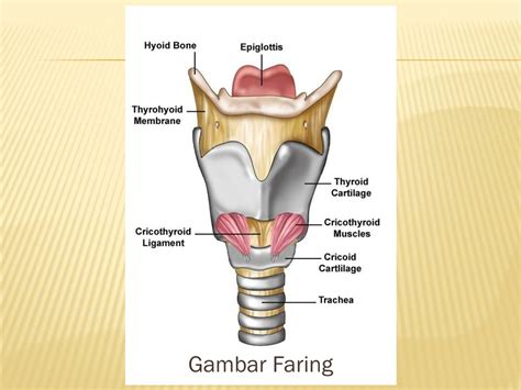 PPT - Sistem Pernapasan Pada Manusia PowerPoint Presentation, free