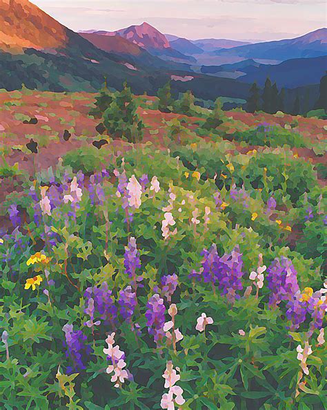 Wildflowers Crested Butte 1 Color Photograph By Steve Tohari