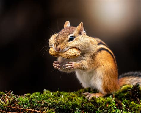 Download Peanut Rodent Moss Animal Chipmunk 4k Ultra Hd Wallpaper