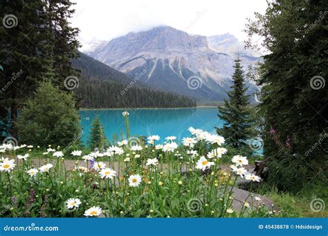 Beautiful Emerald Lake Canada Stock Photo Image Of Daisy Mountain