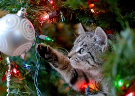 10 Things To Know Before Adopting A Pet During The Holiday Season 103