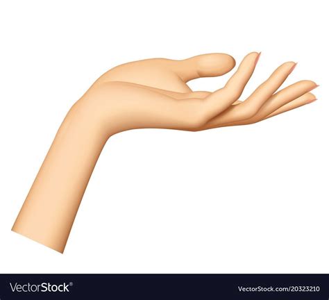 Womans Hand Isolated On White Background Vector Image White