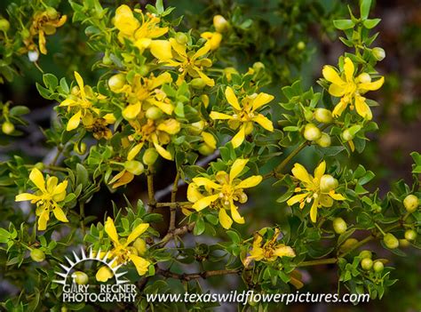 It's better to start with a few characteristics. Texas Wildflower Identification Index : Texas Wildflower ...