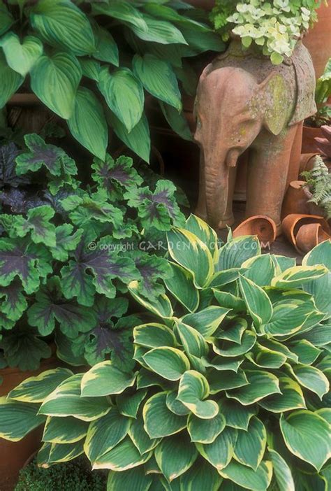 Hosta Geranium Shady Garden Plants Plant And Flower Stock Photography