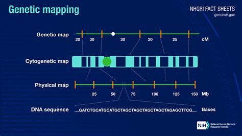 231 Gene Mapping And Chromosomal Karyotypes Biology Libretexts