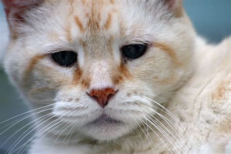 무료 이미지 화이트 늙은 착한 애 모피 주황색 초상화 고양이 새끼 고양이 같은 태비 동물 상 닫다 코