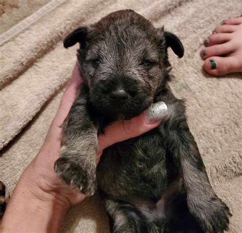 Our top priority is to produce healthy puppies with great conformation, temperament, and coats. Miniature Schnauzer Puppies For Sale | Brunswick, GA #320794
