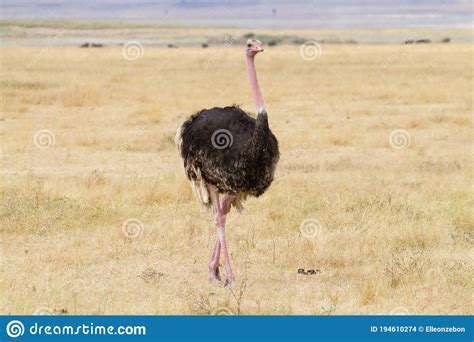 Ostrich Bird Close Up Ngorongoro Conservation Area Crater Tanzania