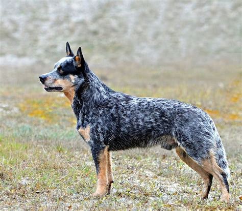 Australian cattle dogs, also known as blue heelers, are very intelligent, versatile, and active dogs. Australian Cattle Dog Breed Information and Facts - Cattle ...