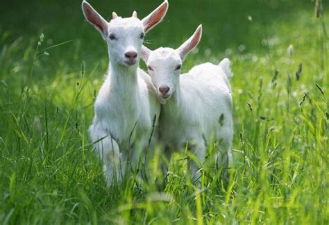 It comes from the wild goat. Young Goats