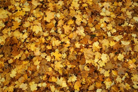 Autumn Leaves Texture 04 Autumn Leaves Textures Fuzz Flickr