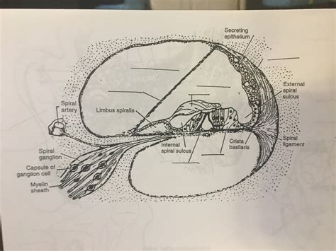 Cochlear Duct Diagram Quizlet