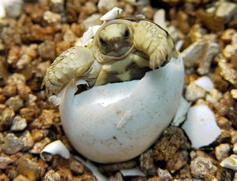 A Burmese Star Tortoise Climbs Out Of Its Shell At The Taipei Zoo The