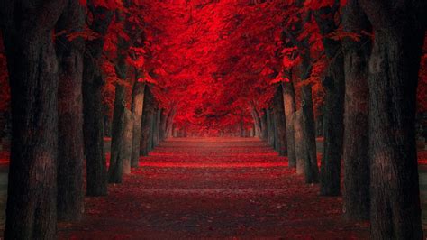 Path Between Autumn Red Leafed Trees 4k Hd Nature Wallpapers Hd Wallpapers Id 40307