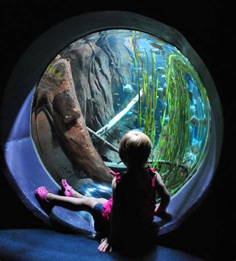 Exploring The Georgia Aquarium Young House Love Georgia Aquarium