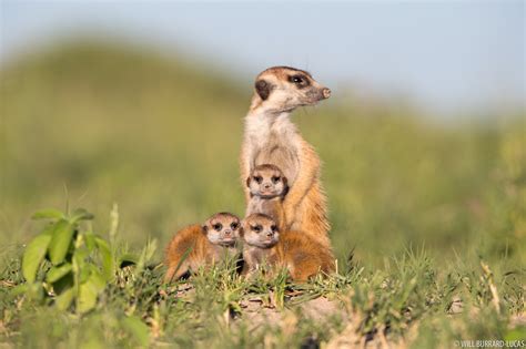 Baby Meerkats Will Burrard Lucas