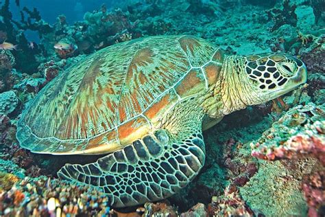 Green Sea Turtles Care Sheet Reptiles Cove