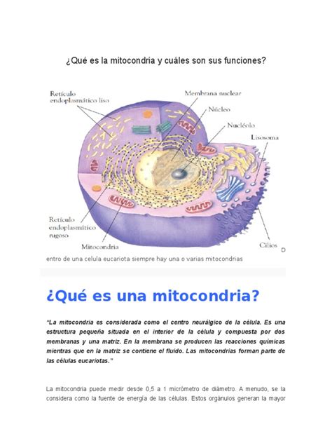 Qué Es La Mitocondria Y Cuáles Son Sus Funciones Mitocondria
