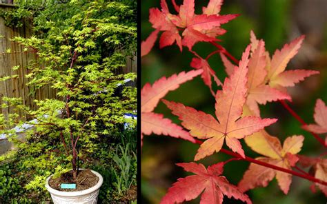 Buy Fjellheim Dwarf Coral Bark Japanese Maple For Sale Online From