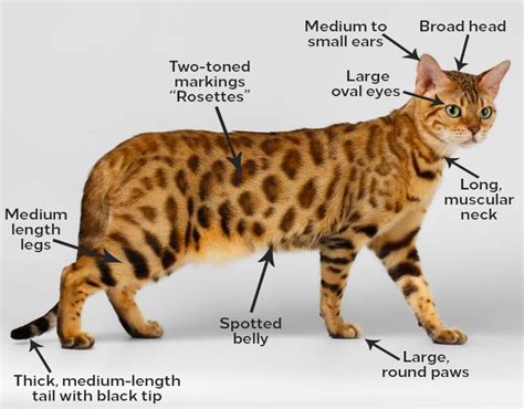 Bengal Exotic House Cat