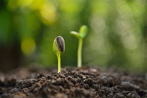 Collecting sunflower seeds for roasting. How to Grow Sunflowers in Your Garden (Ticks to Care!)