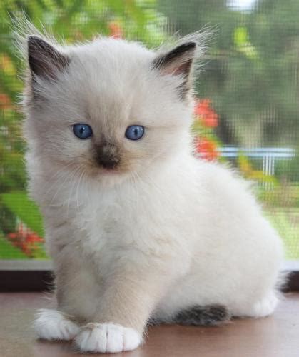 All of our queens and king are double negative for hcm ragdoll kittens; Five Genuine Ragdoll Kittens Kittens For Sale Adoption ...