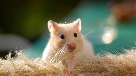 Hamster Rodent Desktop Wallpaper 07931 Baltana