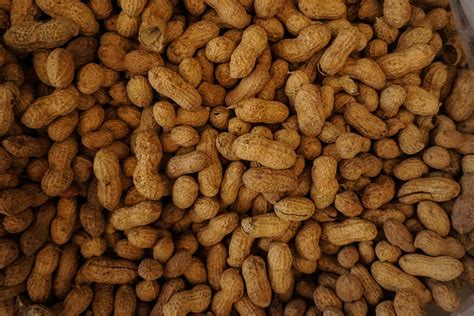 Da Helps Boost The Peanut Industry In Cagayan Town Agriculture Monthly