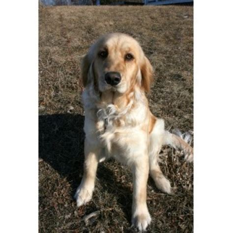 When you're ready to add one or more to your family, fill out an application. This Pups For You, Goldendoodle Breeder in Ellsworth ...