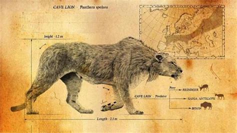 The Cave Lion Panthera Spelaea Often Nicknamed The Mega Lion Is A