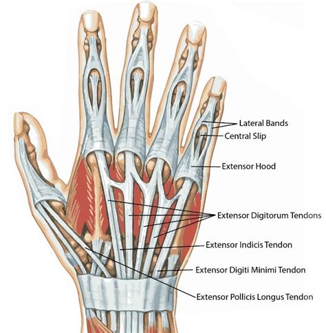 Wrist Tendon Anatomy