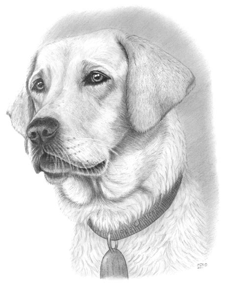 Cute Dog Pencil Drawing Dong Cornish