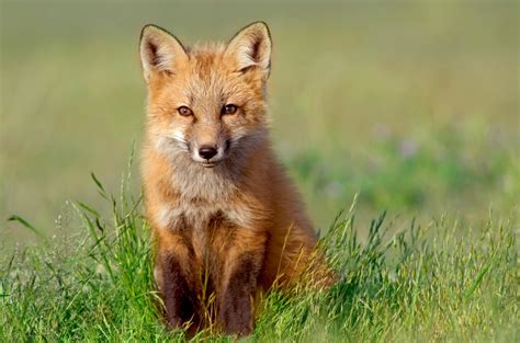 Red Foxes Wild Animals News And Facts By World Animal Foundation