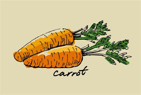Hand drawn carrot stock vector. Illustration of prepare - 34383793