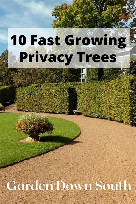 10 Fast Growing Evergreen Trees For Privacy Garden Down South Fast