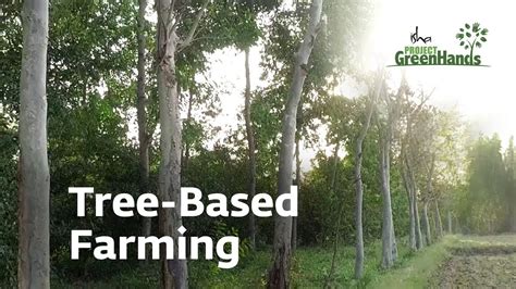Agro Forestry Tree Based Farming Trees For Life Project