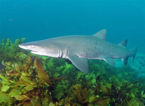 Study Finds New Wa Grey Nurse Shark Hangouts Australian Marine