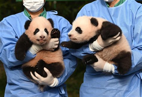 South Korea Zoo Names Its 3 Month Old Twin Pandas ‘treasures South