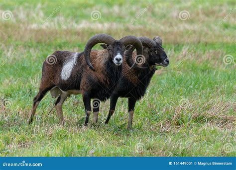 Two Male Mouflon Sheep Standing In A Green Field Stock Image Image Of