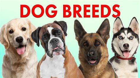Jun 18, 2021 · by and large, teacup breeding is considered unethical and cruel. Breeds of Dogs - Part 1 - Learn Different Types of Dogs ...