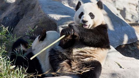Canadas Calgary Zoo To Return Two Pandas To China Cnn