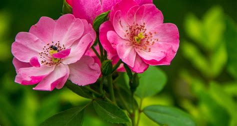 Iowa State Flower Wild Rose Proflowers Blog