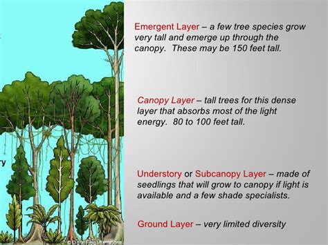 Part 6 of the exclusive livestream preview of my online forest garden course specifically aimed at smaller gardens, in 8 parts. Tropical rainforests power pt