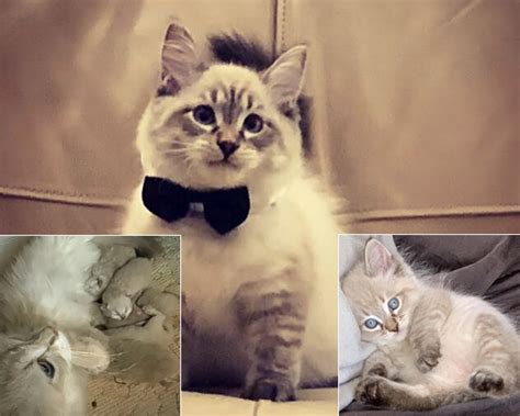 Available Kittens Midwest Ragdolls