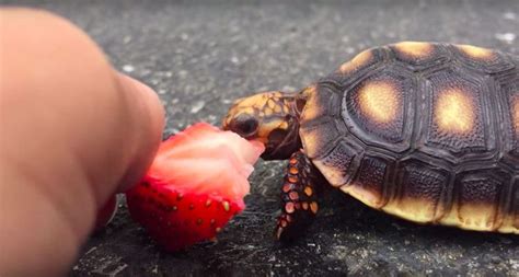 10 Adorable Videos Of Turtles Eating Strawberries — Mashable Turtle