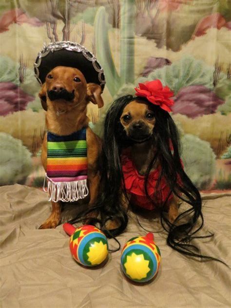 30 Amazing Pet Halloween Costume Ideas Funny Dog