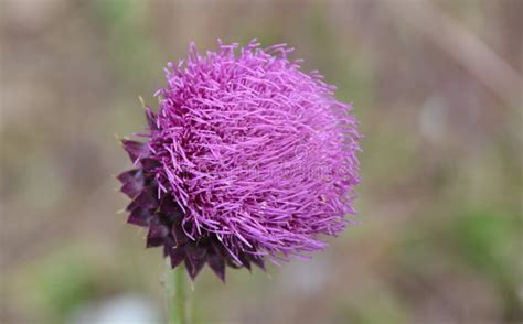 Rare Purple Flower Stock Image Image Of Beauty Bright 185481805