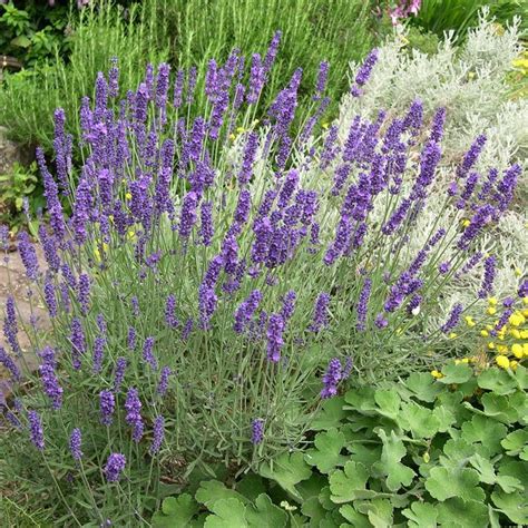 Hidcote Lavender Feeding Garden Plant