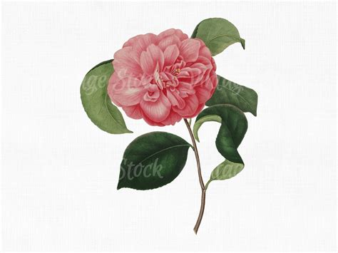 Flower Clipart Camellia Digital Download Svg Etsy Singapore